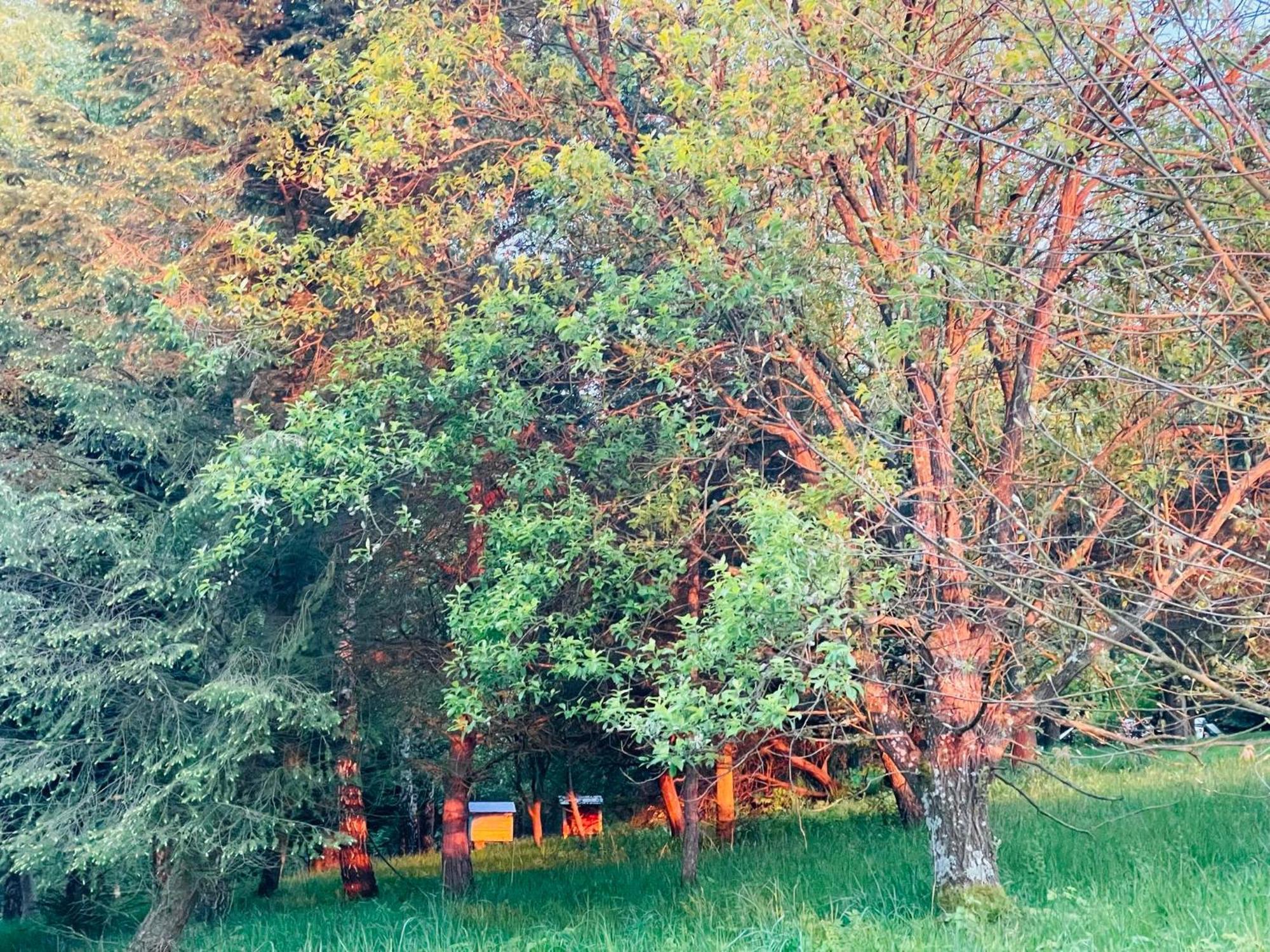 Zacisze Na Podzamczu Apartment Odrzykon Bagian luar foto